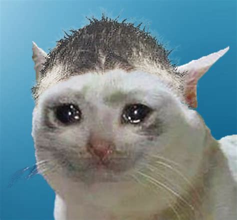 Crying Cat 1080x1080 New Crying Cat Know Your Memes Your