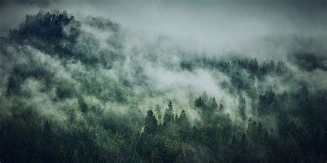 Cloudy Forest On Behance