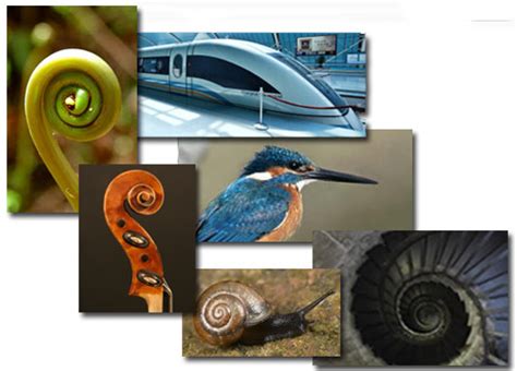 Here are examples of common business objectives. Biomimicry: How Business Solves Problems by Looking to ...