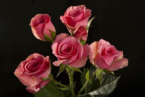 Spray Roses Flowers Prime Petals