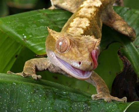 Crested Gecko Famous In The Pet Trade Learn About Nature