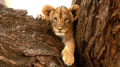 Nature Animals Wildlife Lions Furry Baby Animals Wallpaper