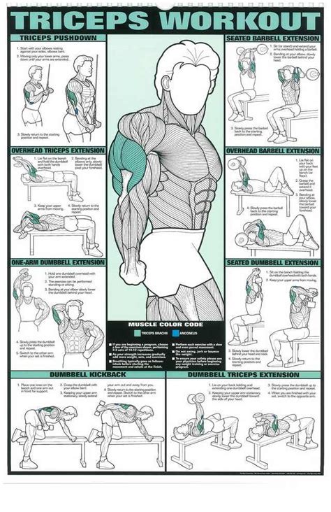 Beginners Guide To Exercise Em 2020 Com Imagens Treino De Tríceps