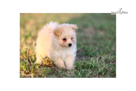 Dixie Poma Poo Pomapoo Puppy For Sale Near Fayetteville Arkansas