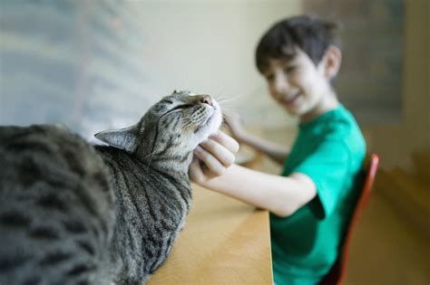 4 Reasons Why Cats Purr My Pet And I