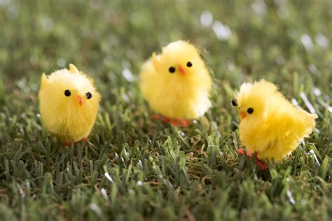 Decorative Fluffy Easter Chicken 9649 Stockarch Free Stock Photos