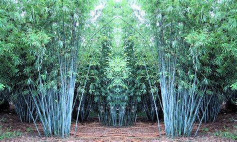 Hasta 62 Dto Bambú Blue Dragon Groupon