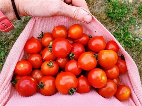 Tomato Kindhearted Seeds Certified Organic Tomatoes Garden