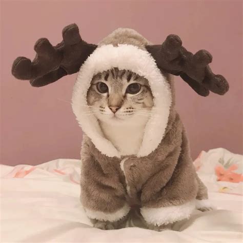 2021 Winter Cat Clothes Warm Fleece Pet Costume For Small Cats Kitten