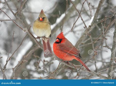 Pair Of Northern Cardinals Royalty Free Stock Photography Image 4386677