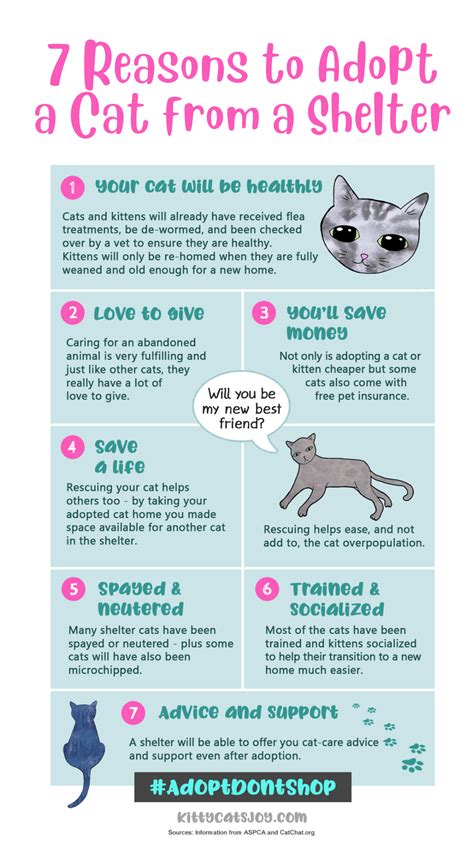 Kitty Cats Joy Cat Adoption Cat Infographic Cat Shelter