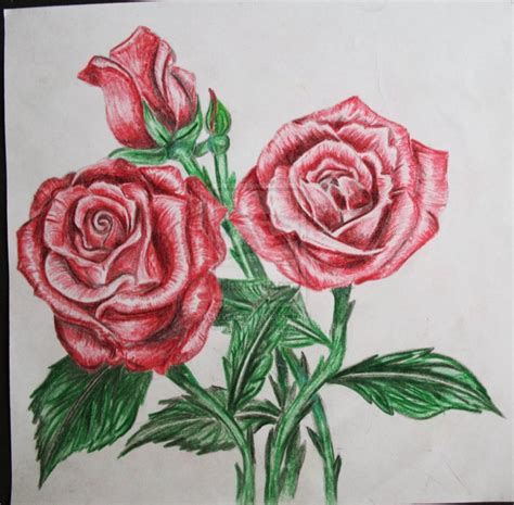 Rose Color Pencil Drawing At Explore Collection Of