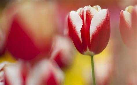 Tulips Macro Flowers Hd Desktop Wallpapers 4k Hd