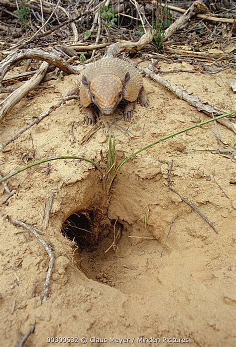 Minden Pictures Yellow Armadillo Euphractus Sexcinctus At Burrow