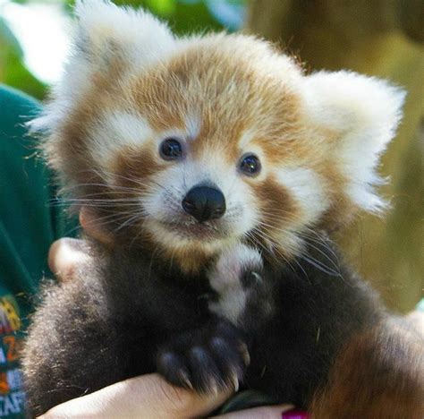Panda Pair Goes To The Vet Cute Animals Cute Baby Animals Newborn