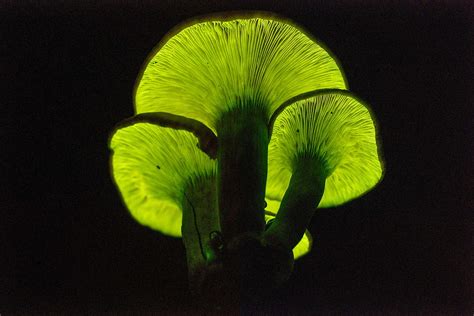 Mushroom Genes Allow For Automatic Luminescence Of Plants