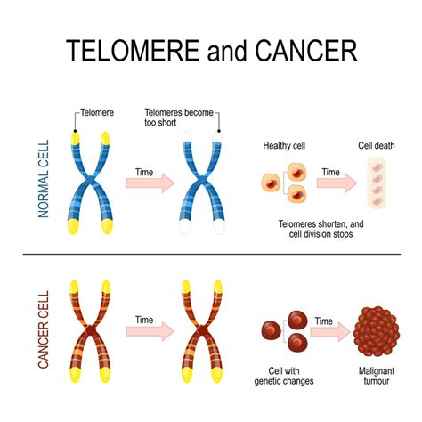 Telomeres And Aging What Is A Telomere And How It Is Connected To Aging