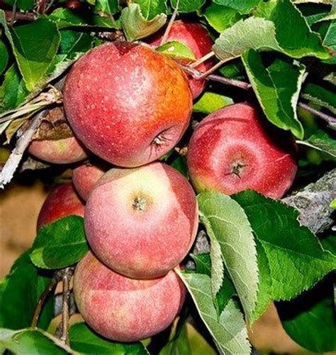 Buy fruit trees and berry bushes online with delivery right to your door. 9 Wildlife Fruit Trees ideas | fruit trees, fruit, tree