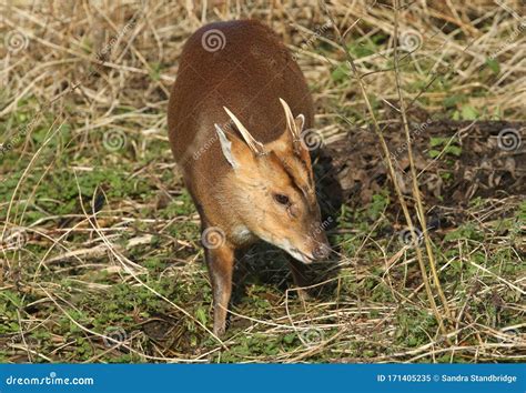 A Wild Stag Muntjac Deer Muntiacus Reevesi Feeding In A Field At The