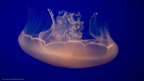 Download Wallpaper Jellyfish Jellyfish Underwater World Water Free
