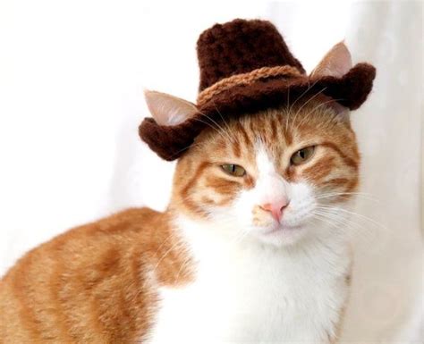 An Orange And White Cat With A Brown Hat On Top Of Its Head