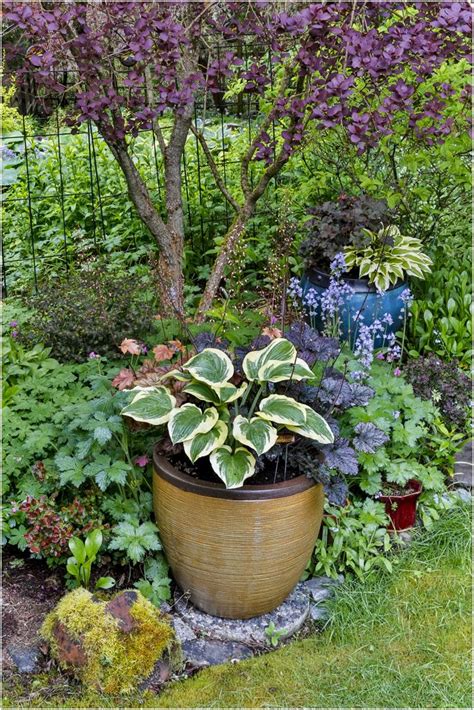 Hostas In Containers Сад в контейнерах Сад Цветы