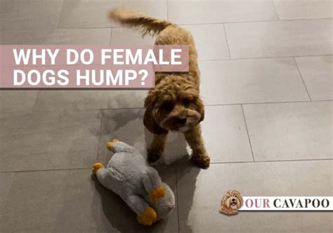 Why Do Female Dogs Hump A Toy Find The Answer Here