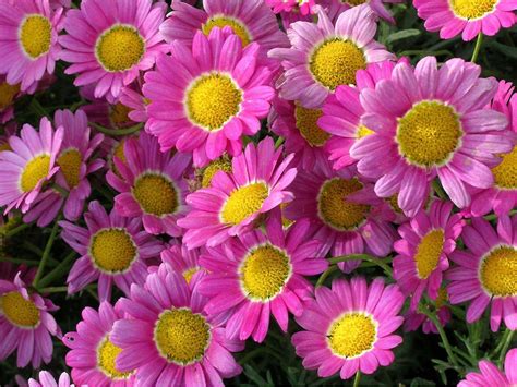 Plants Beautiful Flowers Pink Marguerite Daisy Hd