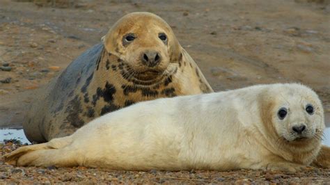 Seal Pup Numbers Up At Blakeney Point Nature Reserve Bbc News