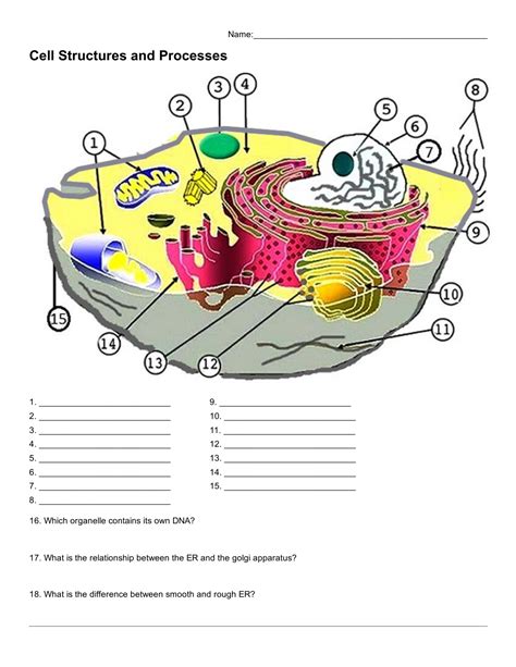 Animal And Plant Cell Labeling Worksheet