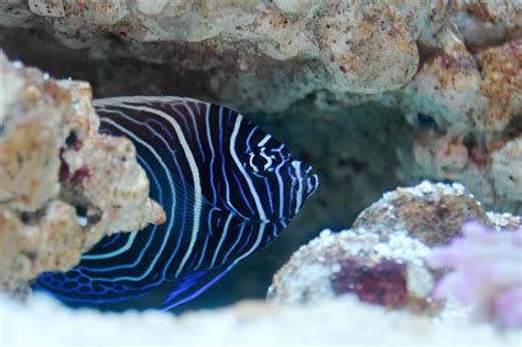 160 Cave Angelfish Stock Photos Pictures And Royalty Free Images Istock
