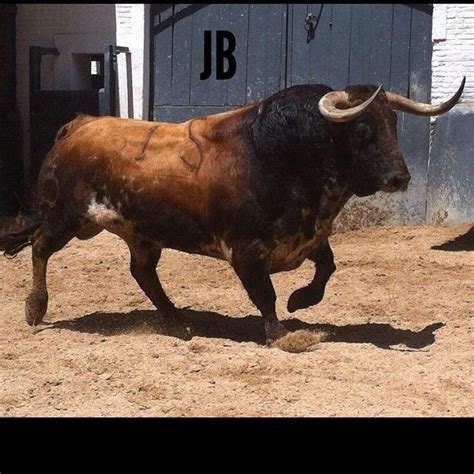 Este Es Sin Duda De Los Toros Más Fuertes Que Hemos Lidiado Nunca