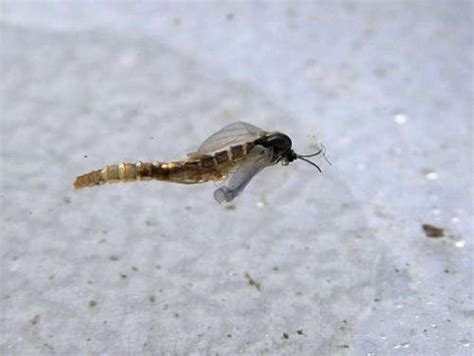 Fly Fishing Chironomids Larva Pupa Methods And Entomology