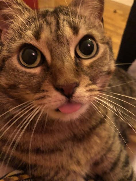 Blep Cats