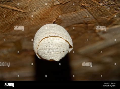 Solitary Wasp Nest England Stock Photo Alamy