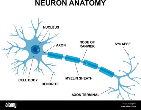 Soma Dendrite Axon Synapse Neuron Cut Out Stock Images And Pictures Alamy