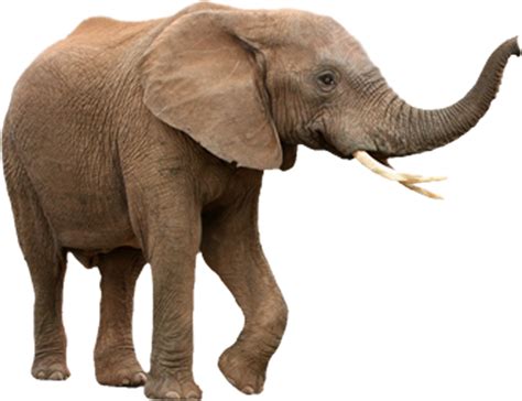 Elephant Png Hd African Bush Elephant Asian Elephant Vrogue Co