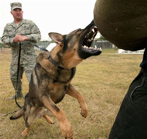 Military German Shepherd Attacking My Doggy Rocks