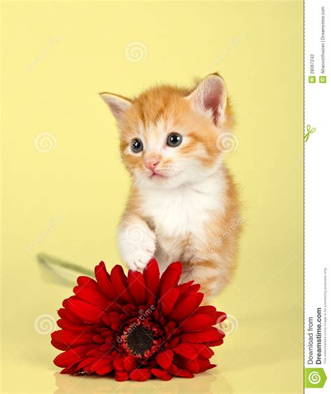 Cute Kitten Toughing A Red Flower Stock Photography