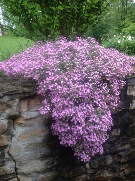 Soapwort Flowing Over Our Rock Wall Plants Garden Inspiration