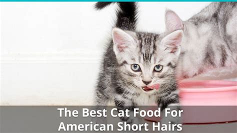 Is your cat food on our list? The Best Cat Food for American Shorthair Kittens & Adults ...