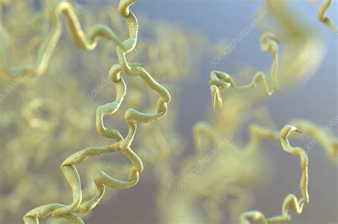 Syphilis Bacteria Illustration Stock Image C0234608 Science