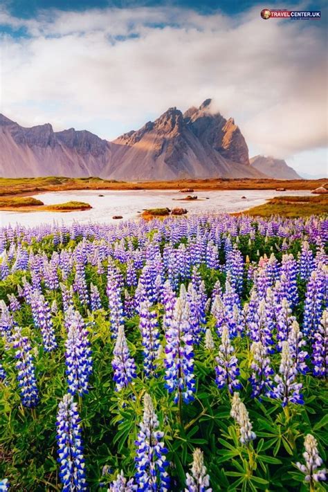 Icelands Purple Lupine Fields Travel Dreams Flower Feilds Travel