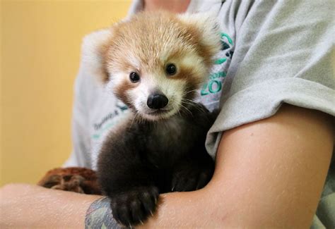 Pictures Adorable Cute Baby Red Panda 161357