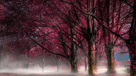 Pink Trees Forest Mist Nature Landscape Hd Wallpaper Wallpaper Flare