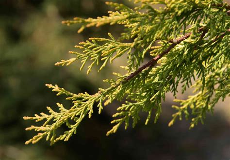 Leyland Cypress Trees Care And Growing Guide