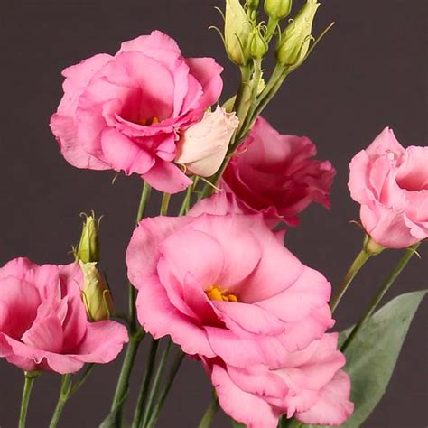Lisianthus Pink Flower Collection Ecuador