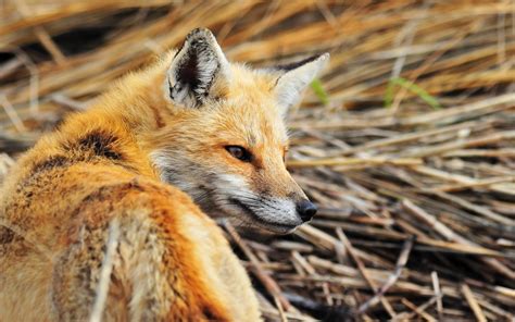 Wildlife Photography Of Fox Hd Wallpaper Wallpaper Flare