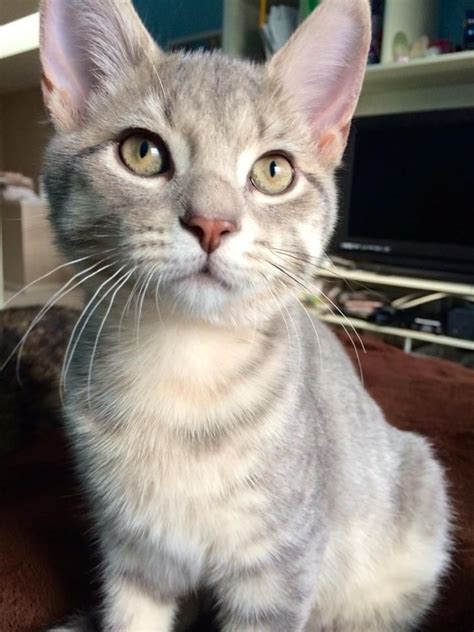 Adopt Snow On Petfinder Grey Tabby Cats Tabby Cat Orange Tabby Cats