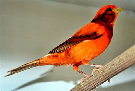 Tips Merawat Kenari Merah ~ Ocehan Burung